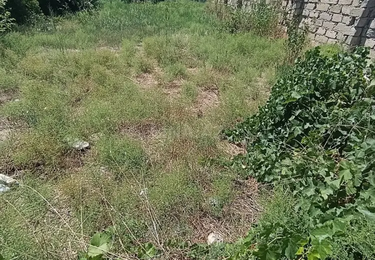 6 sot Torpaq Satılır, Türkan, Xəzər, Bakı