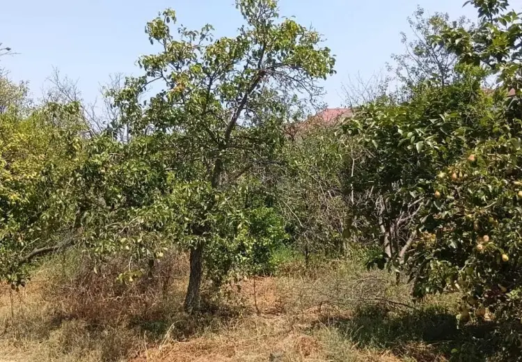 10 sot Torpaq Satılır, Masazır, Abşeron