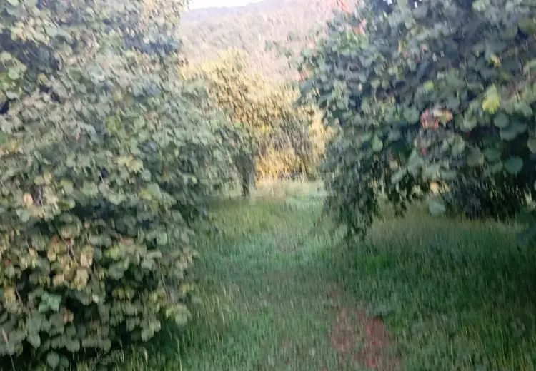 0 m² Obyekt / Ofis , Zaqatala