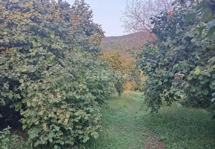 0 m² Obyekt / Ofis , Zaqatala