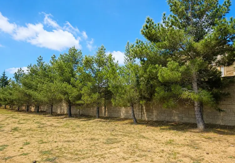 20 sot Torpaq Satılır, Bilgəh qəs., Sabunçu, Bakı