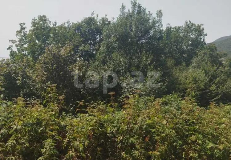 0 m² Obyekt / Ofis , İsmayıllı