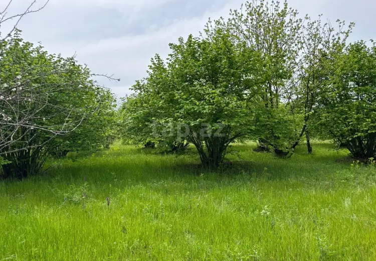 0 m² Obyekt / Ofis , Qəbələ