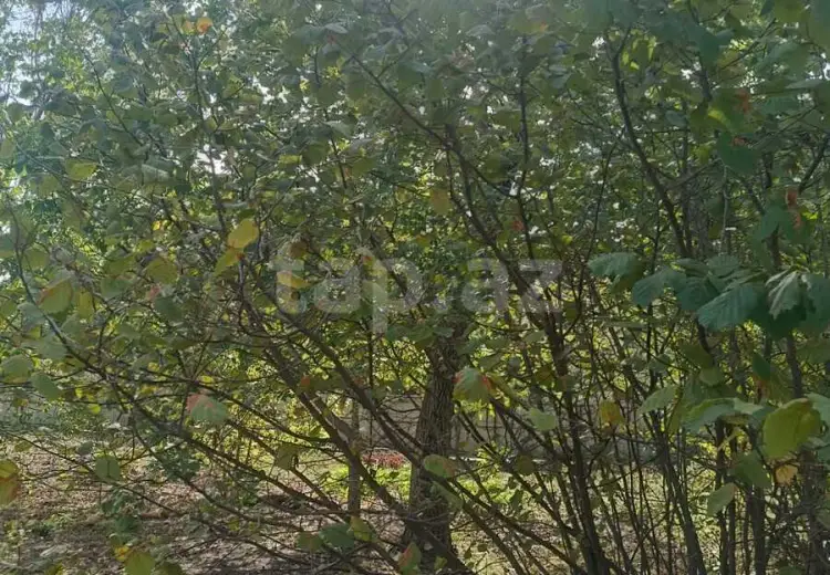 6 otaqlı mənzil , Şabran