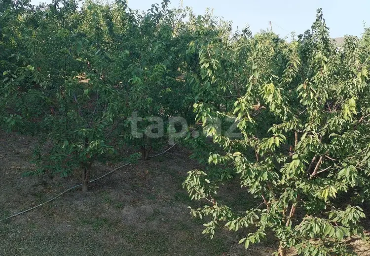 0 m² Obyekt / Ofis , Quba