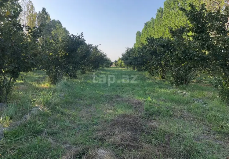 0 m² Obyekt / Ofis , Qusar