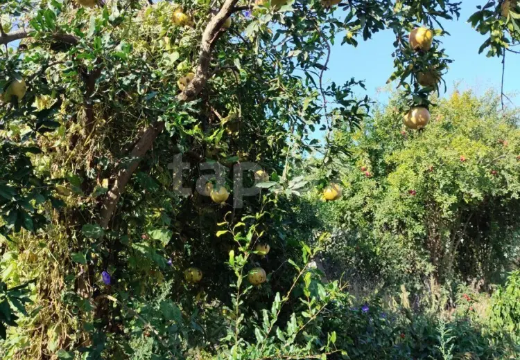 5 otaqlı mənzil , Biləsuvar