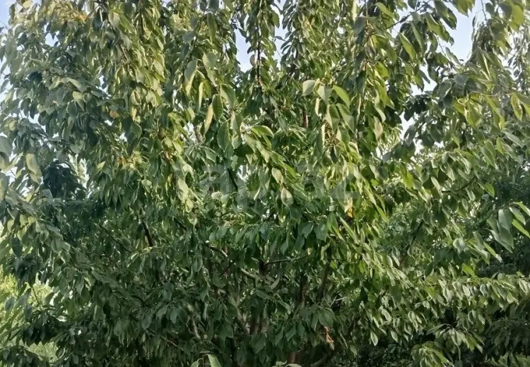 0 m² Obyekt / Ofis , Xaçmaz
