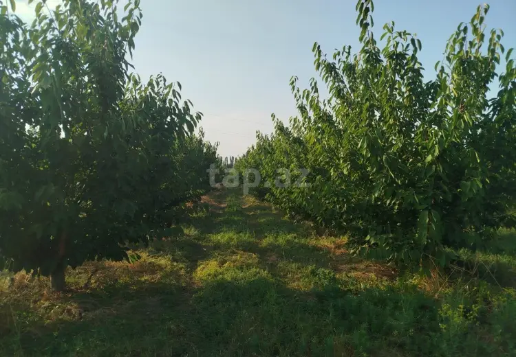 0 m² Obyekt / Ofis , Xaçmaz