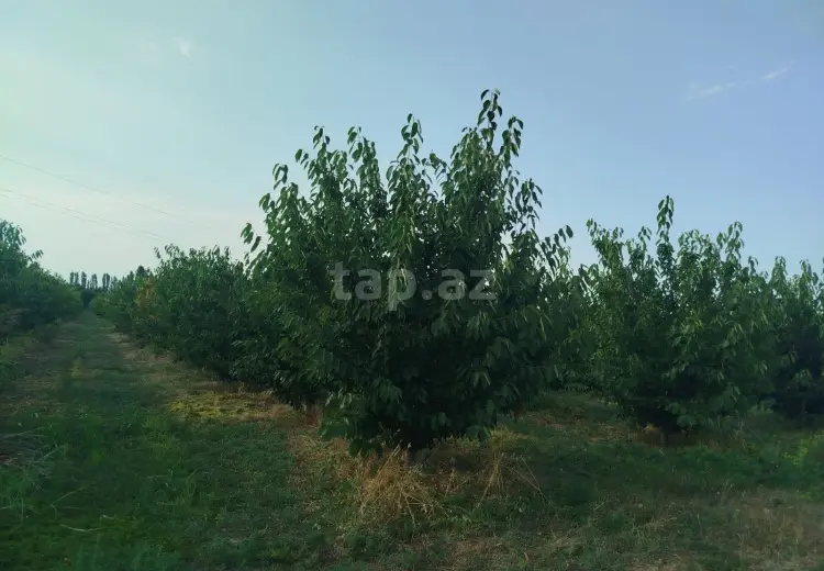 0 m² Obyekt / Ofis , Xaçmaz