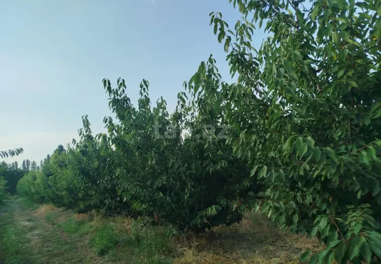 0 m² Obyekt / Ofis , Xaçmaz