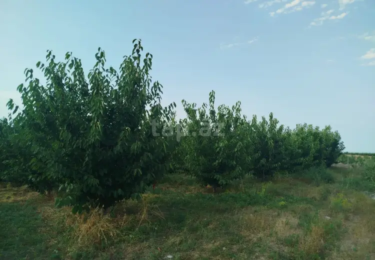 0 m² Obyekt / Ofis , Xaçmaz