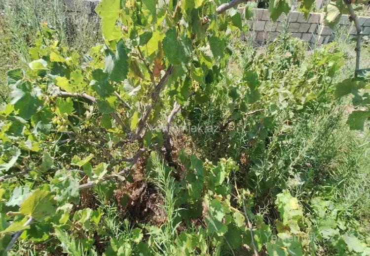 5 sot Torpaq Satılır, Sabunçu qəs., Sabunçu, Bakı