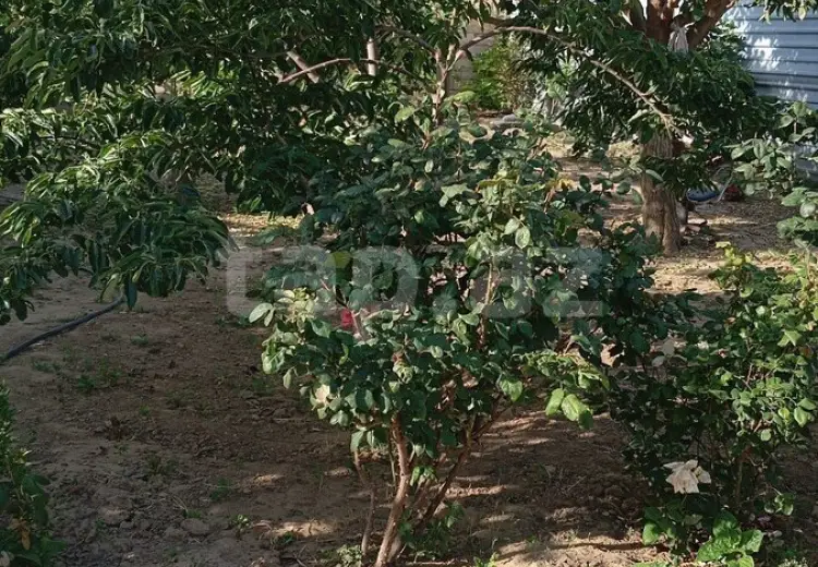 3 otaqlı mənzil Kirayə (aylıq), Kürdəxanı qəs., Sabunçu, Bakı