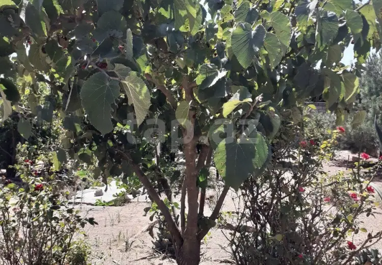 3 otaqlı mənzil Kirayə (aylıq), Albalı qəs., Sabunçu, Bakı