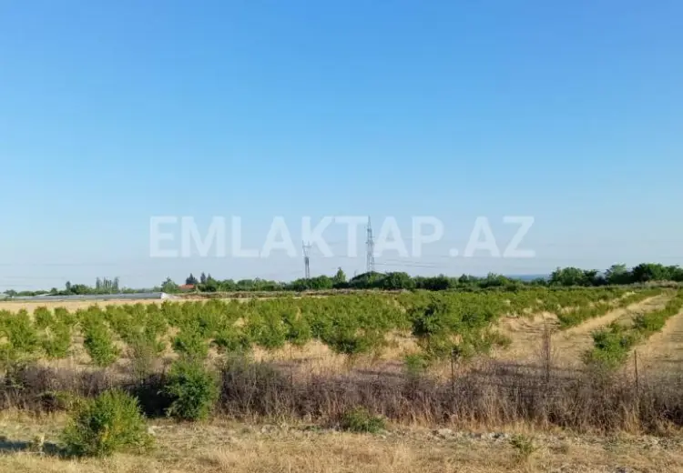 200 sot Torpaq Satılır, Göyçay