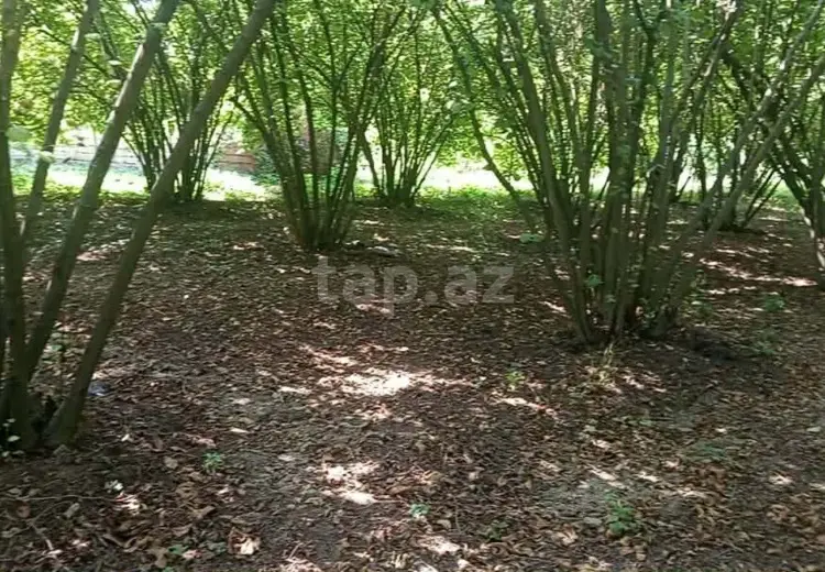 0 m² Obyekt / Ofis , Qax