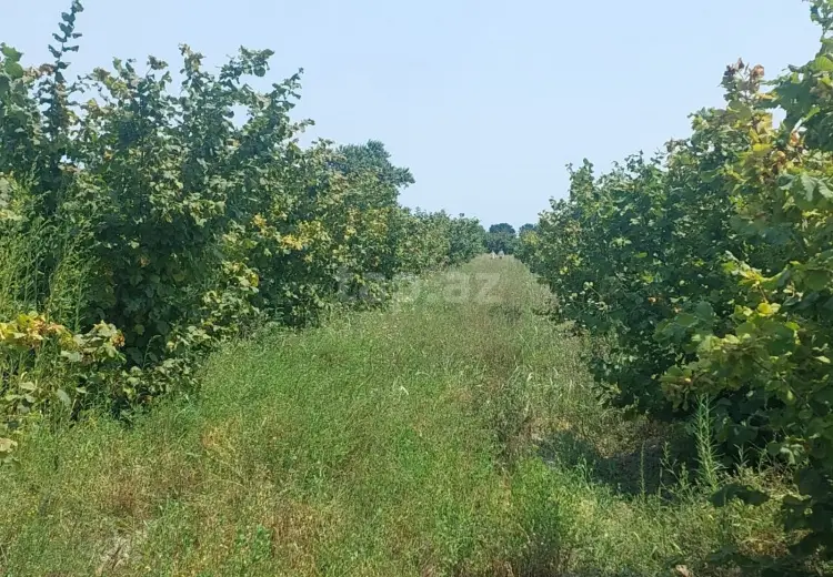0 m² Obyekt / Ofis , Xaçmaz