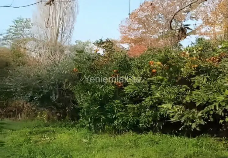 14 sot Torpaq Satılır, Lənkəran
