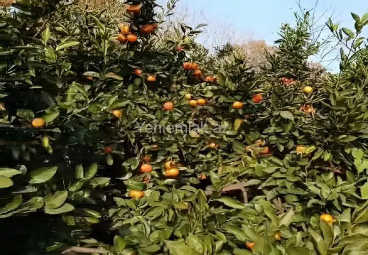 14 sot Torpaq Satılır, Lənkəran