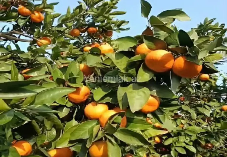 14 sot Torpaq Satılır, Lənkəran