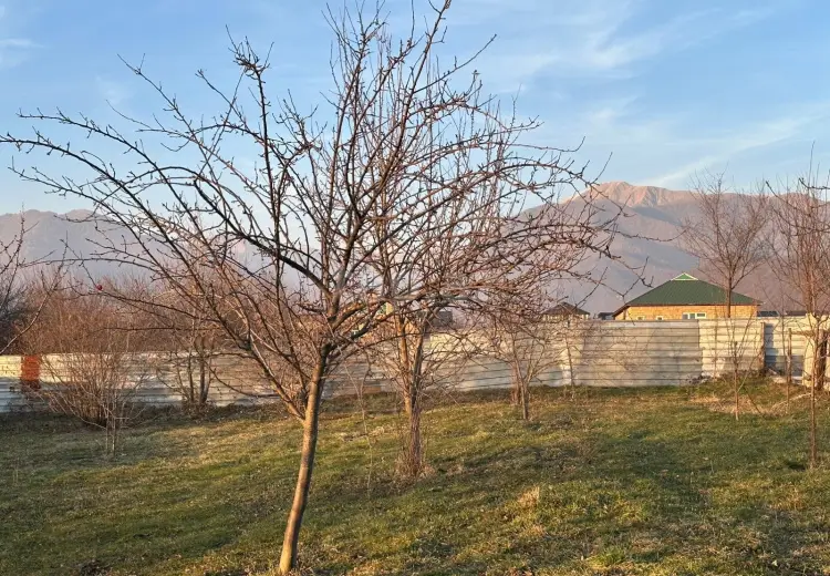 0 m² Obyekt / Ofis , Qəbələ