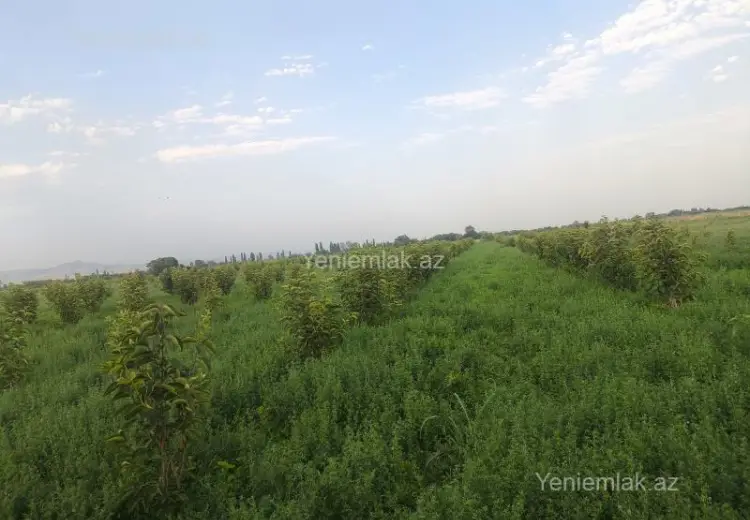 2.6 sot Torpaq Satılır, Ağdaş