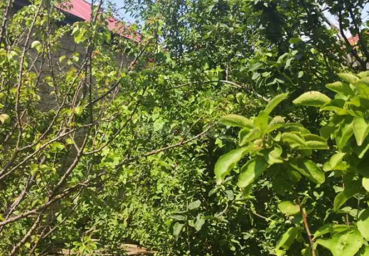10 sot Torpaq Satılır, Ramana qəs., Sabunçu, Bakı