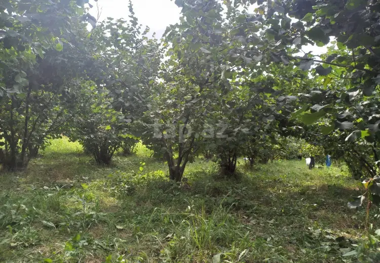 0 m² Obyekt / Ofis , Xaçmaz