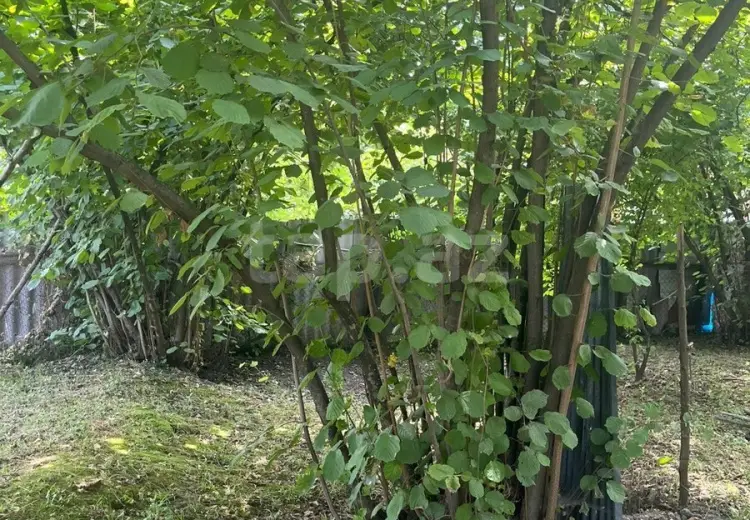 0 m² Obyekt / Ofis , Zaqatala