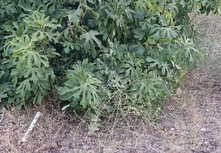12 sot Torpaq Satılır, Hövsan qəs., Suraxanı, Bakı