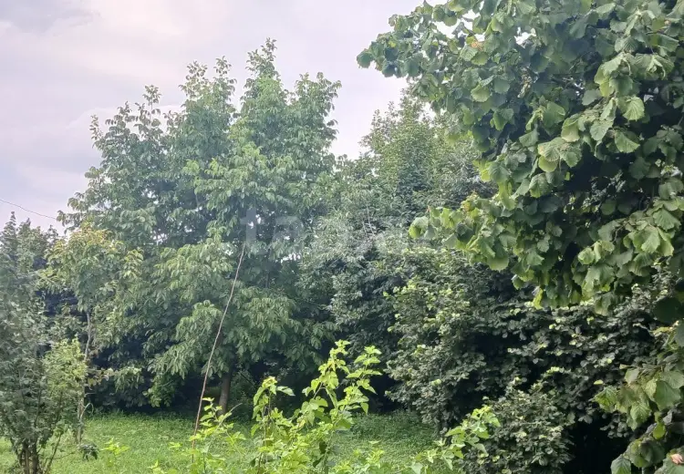 0 m² Obyekt / Ofis , Zaqatala