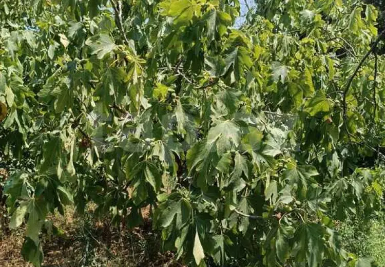 0 m² Obyekt / Ofis , Masazır, Abşeron