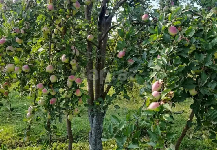 4 otaqlı mənzil , Qusar