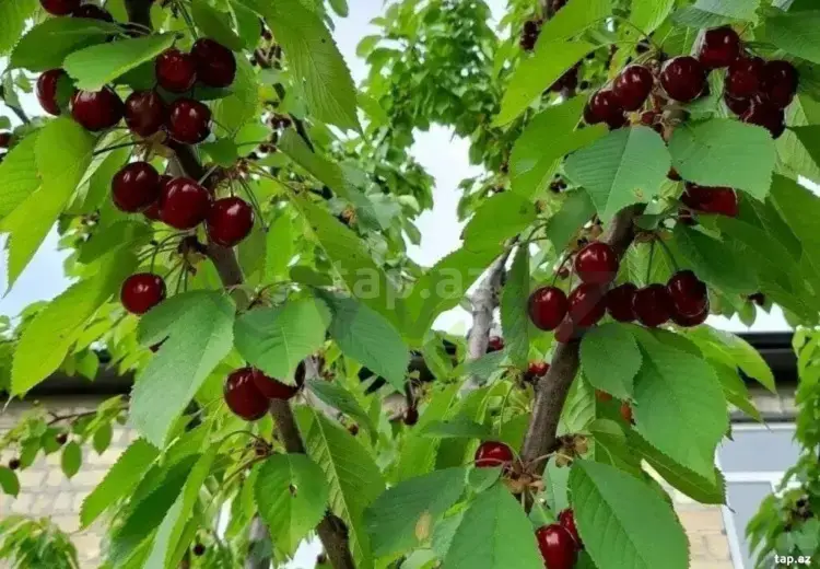 4 otaqlı mənzil , Qusar