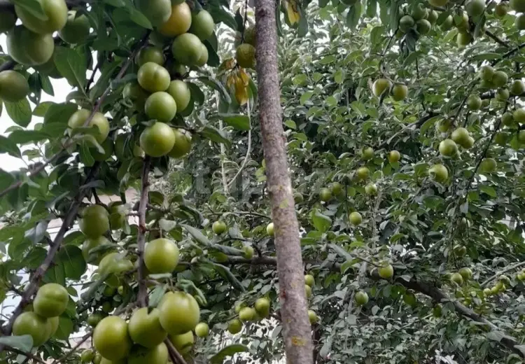 4 otaqlı mənzil , Qusar