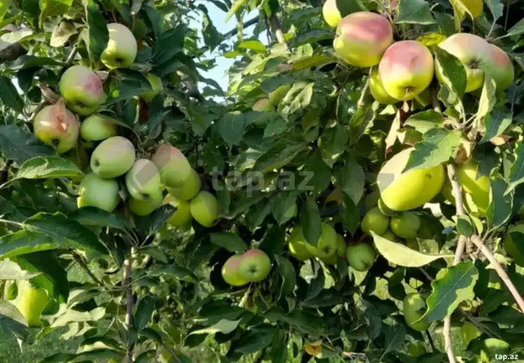 4 otaqlı mənzil , Qusar