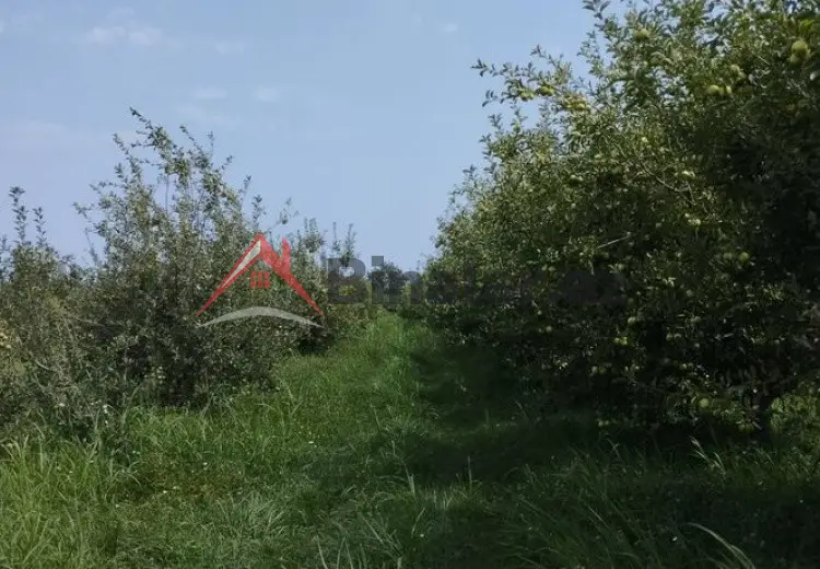 115 sot Torpaq Satılır, Quba