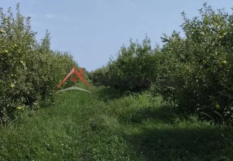 115 sot Torpaq Satılır, Quba