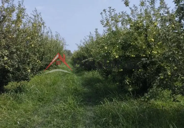 115 sot Torpaq Satılır, Quba