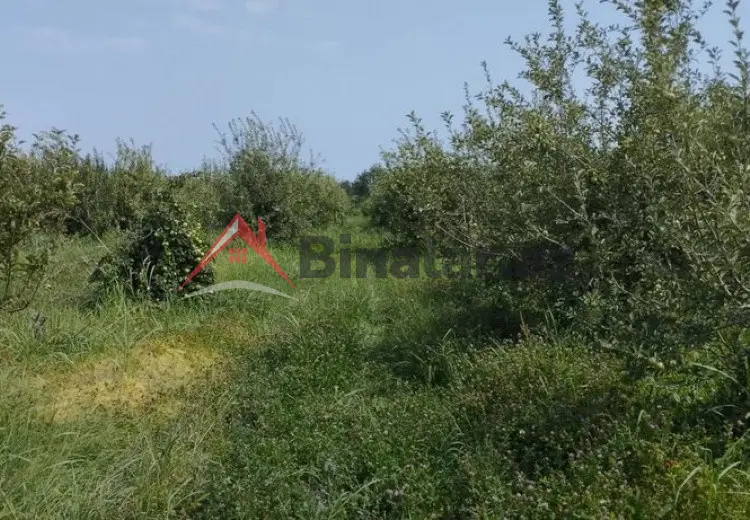 115 sot Torpaq Satılır, Quba