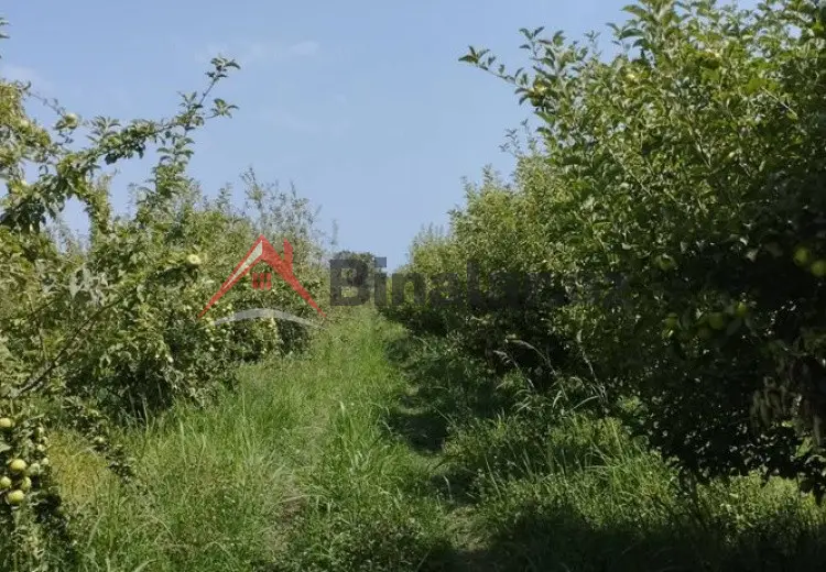 115 sot Torpaq Satılır, Quba