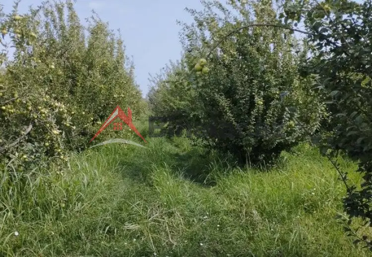 115 sot Torpaq Satılır, Quba