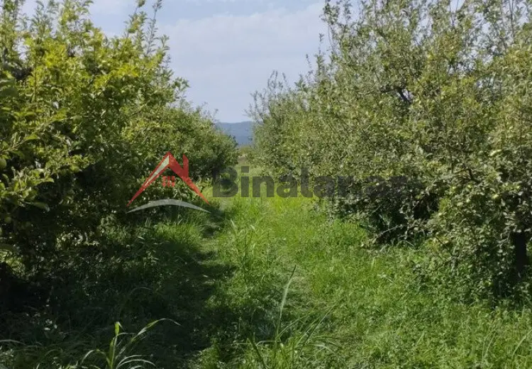 115 sot Torpaq Satılır, Quba