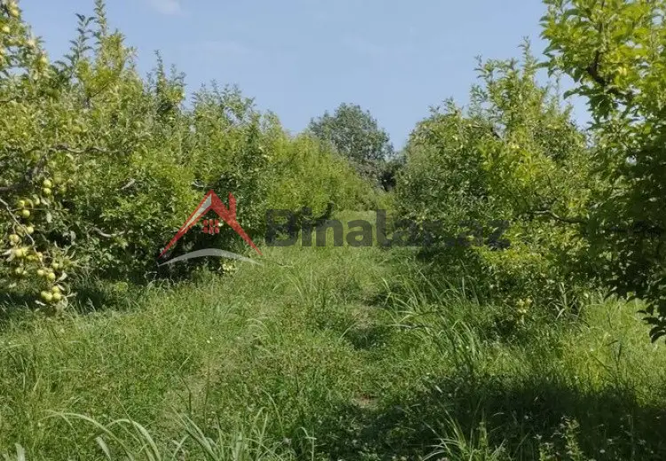 115 sot Torpaq Satılır, Quba