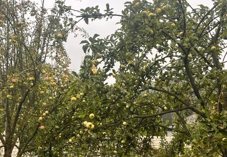 16.5 sot Torpaq Satılır, Quba