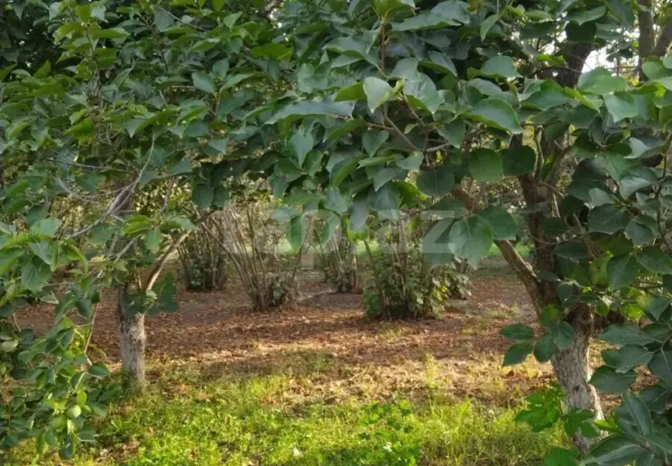5 otaqlı mənzil , Xaçmaz