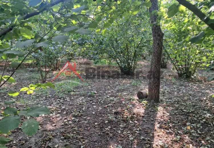 52 sot Torpaq Satılır, Xaçmaz