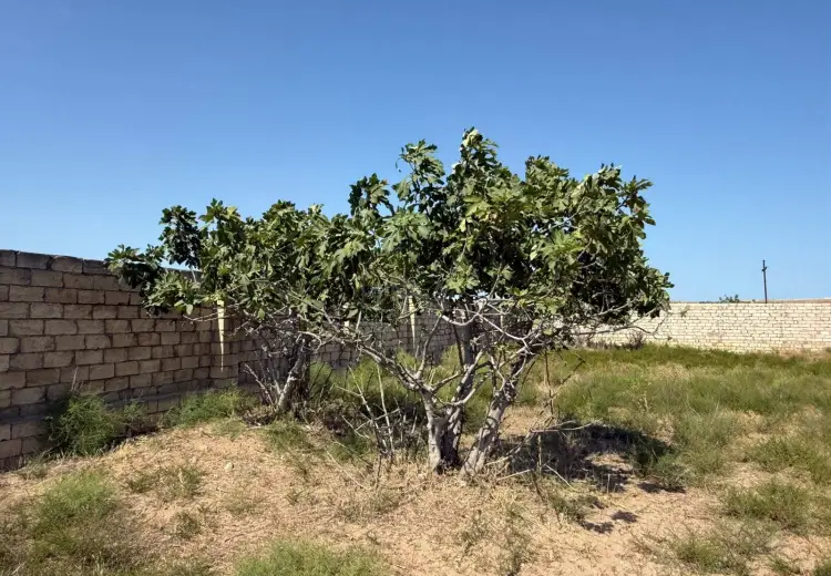 12 sot Torpaq Satılır, Nardaran qəs., Sabunçu, Bakı