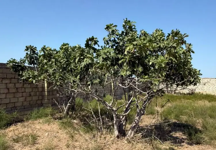 12 sot Torpaq Satılır, Nardaran qəs., Sabunçu, Bakı